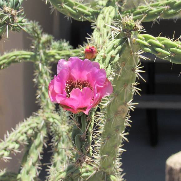 Meet your Posher, Nancy - Picture 1 of 1